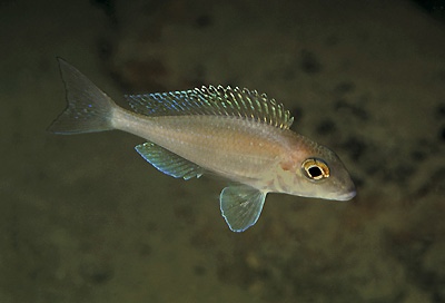 Xenotilapia spilopterus 'Kisambala'